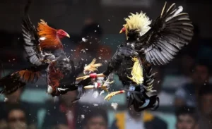 Khám Phá Cách Chơi Đá Gà Sabong Tại Fan52 Thắng Lớn Mỗi Ngày