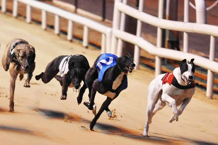 Bí Kíp Chơi Game Đua Chó Tại Fan52 Thắng Nhanh Chớp Nhoáng